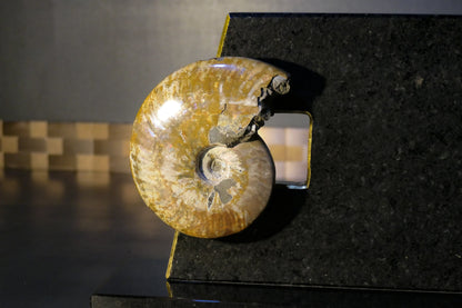 Knife block made of Nero Impala with gold plating and an ammonite