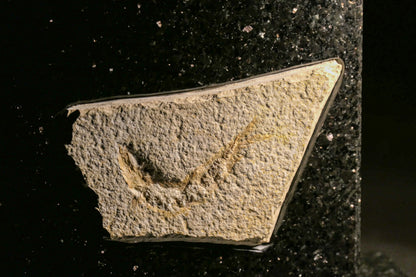 Star Galaxy Gold knife block with a fossilized fish