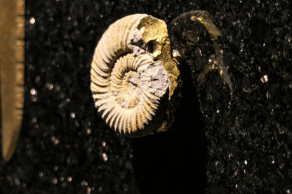 Star Galaxy Gold knife block with a fossilized ammonite