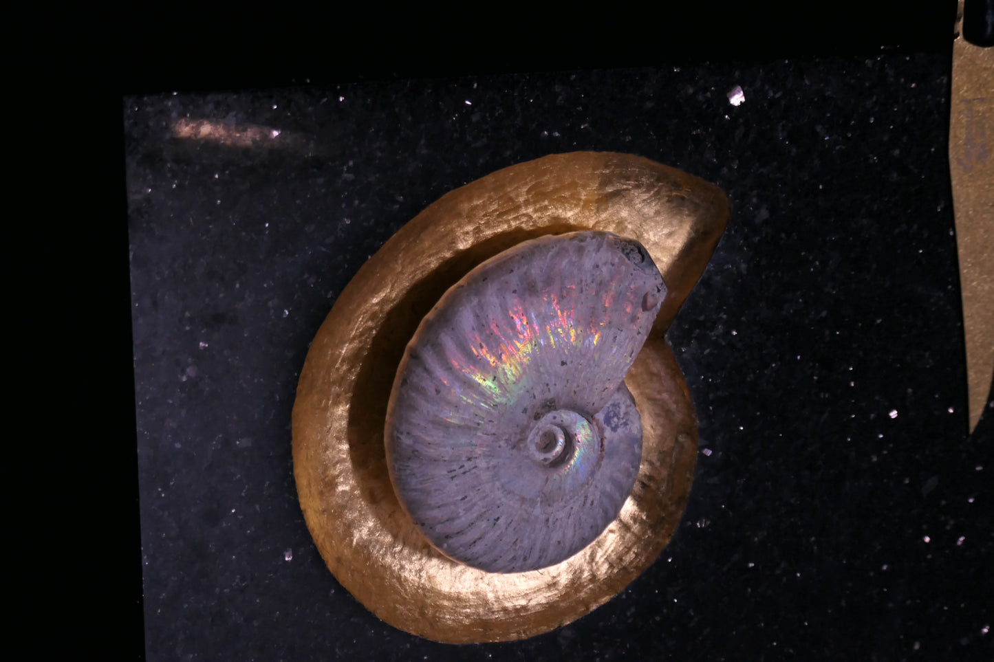 Star Galaxy Gold knife block with an ammonite