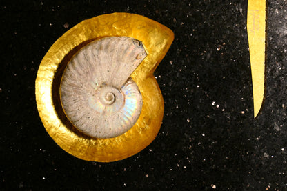 Star Galaxy Gold knife block with an ammonite